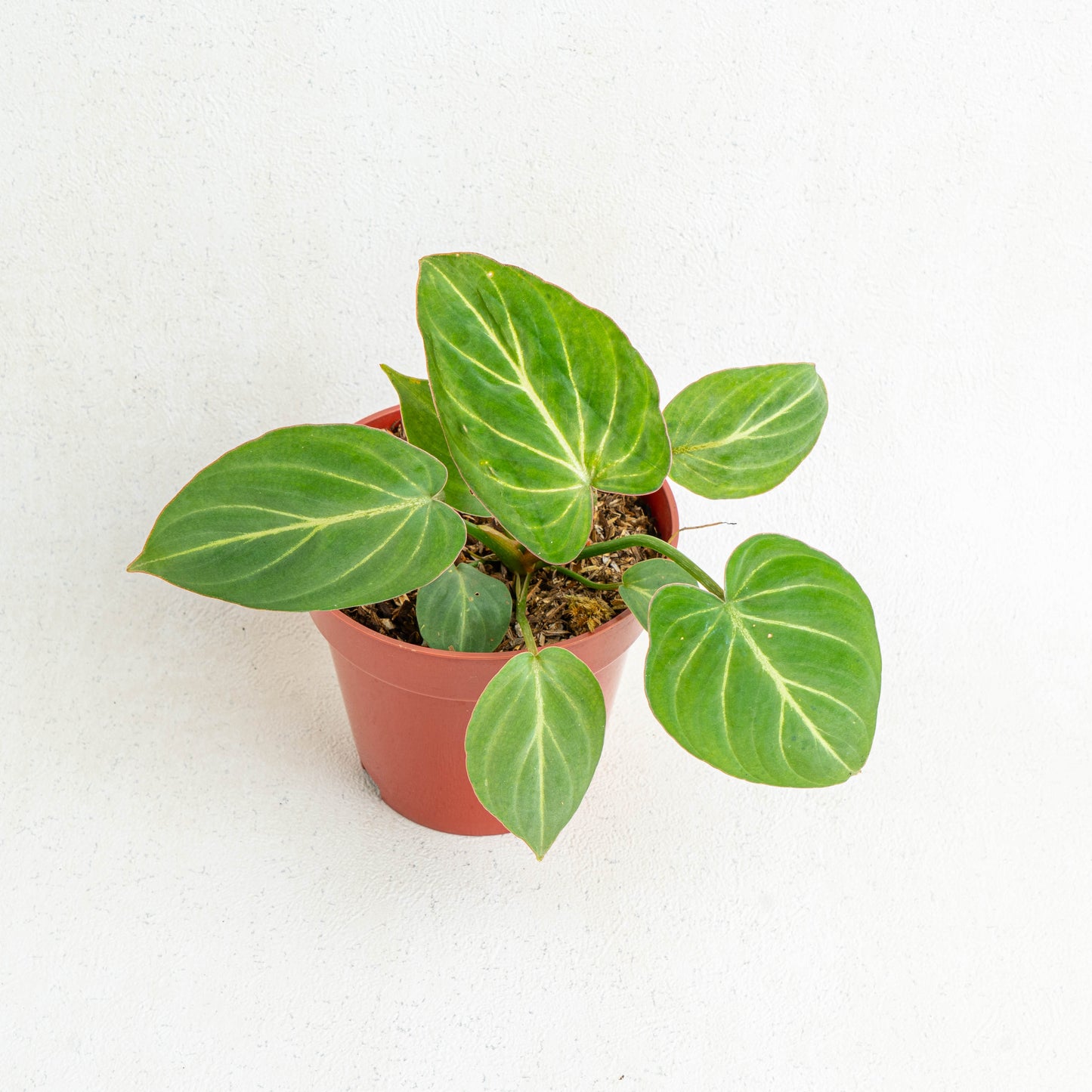Philodendron Gloriosum White Veins