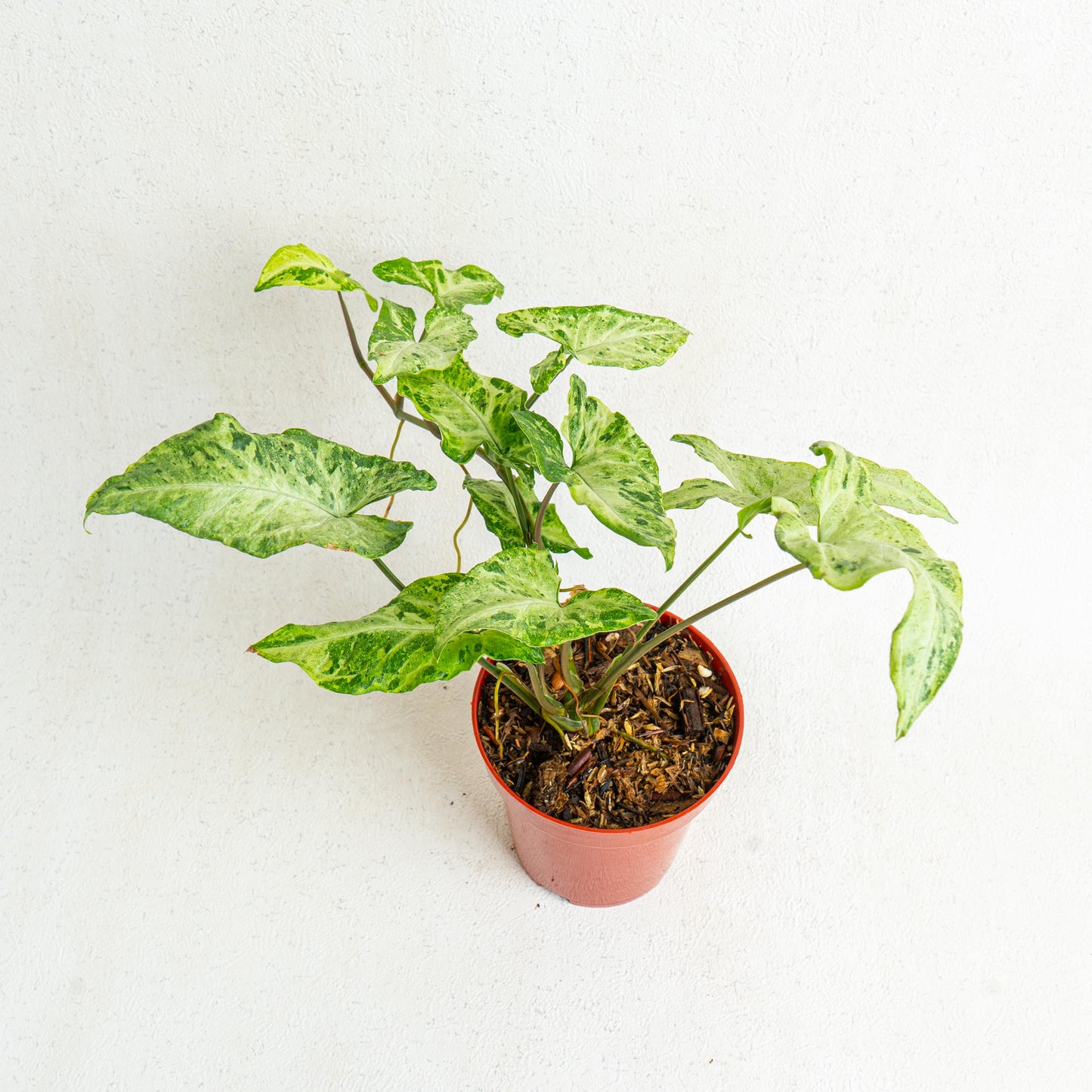 Syngonium Freckles