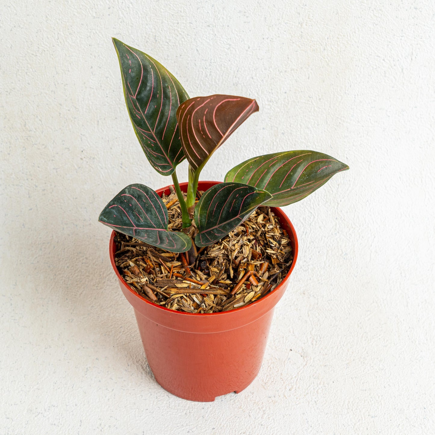 Aglaonema Rutondum SP Aceh
