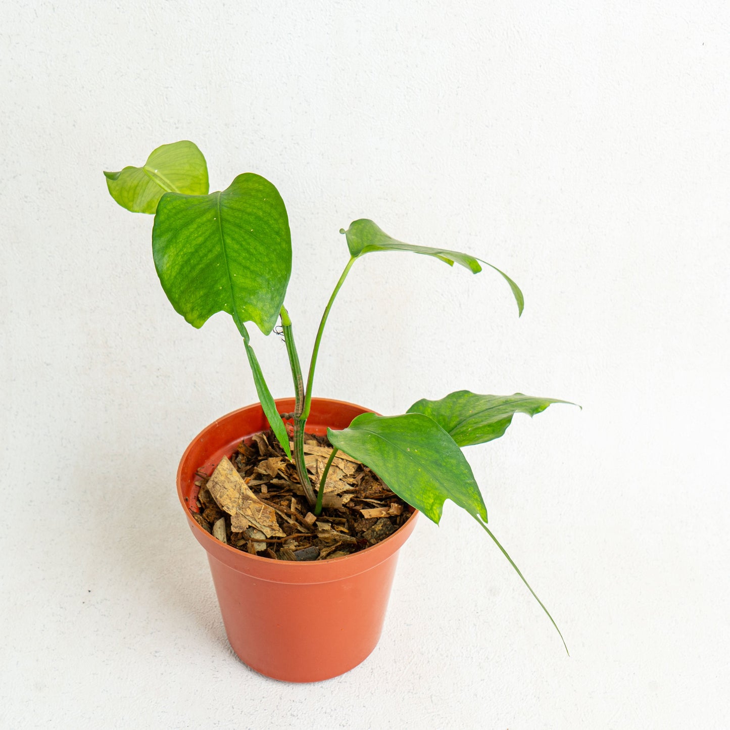 Epipremnum Pinnatum Skeleton Key