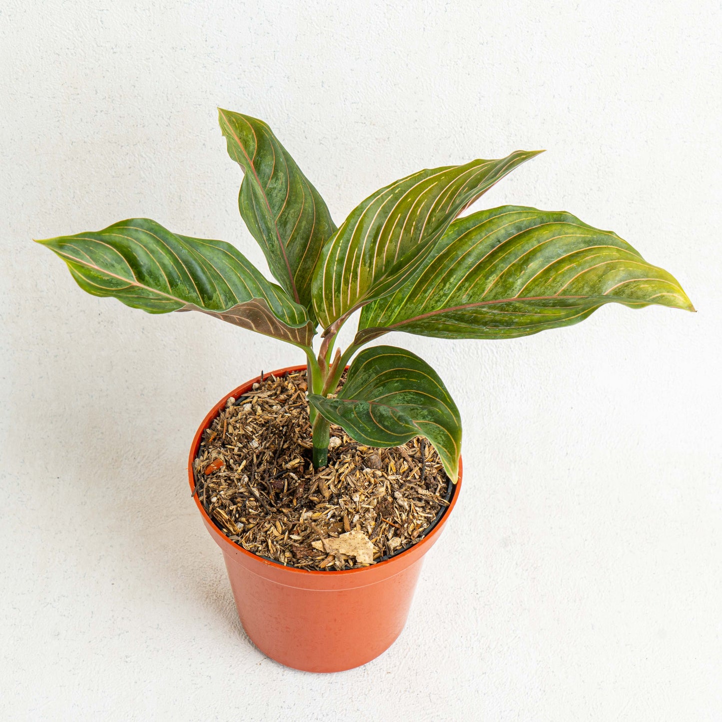 Aglaonema Red Army