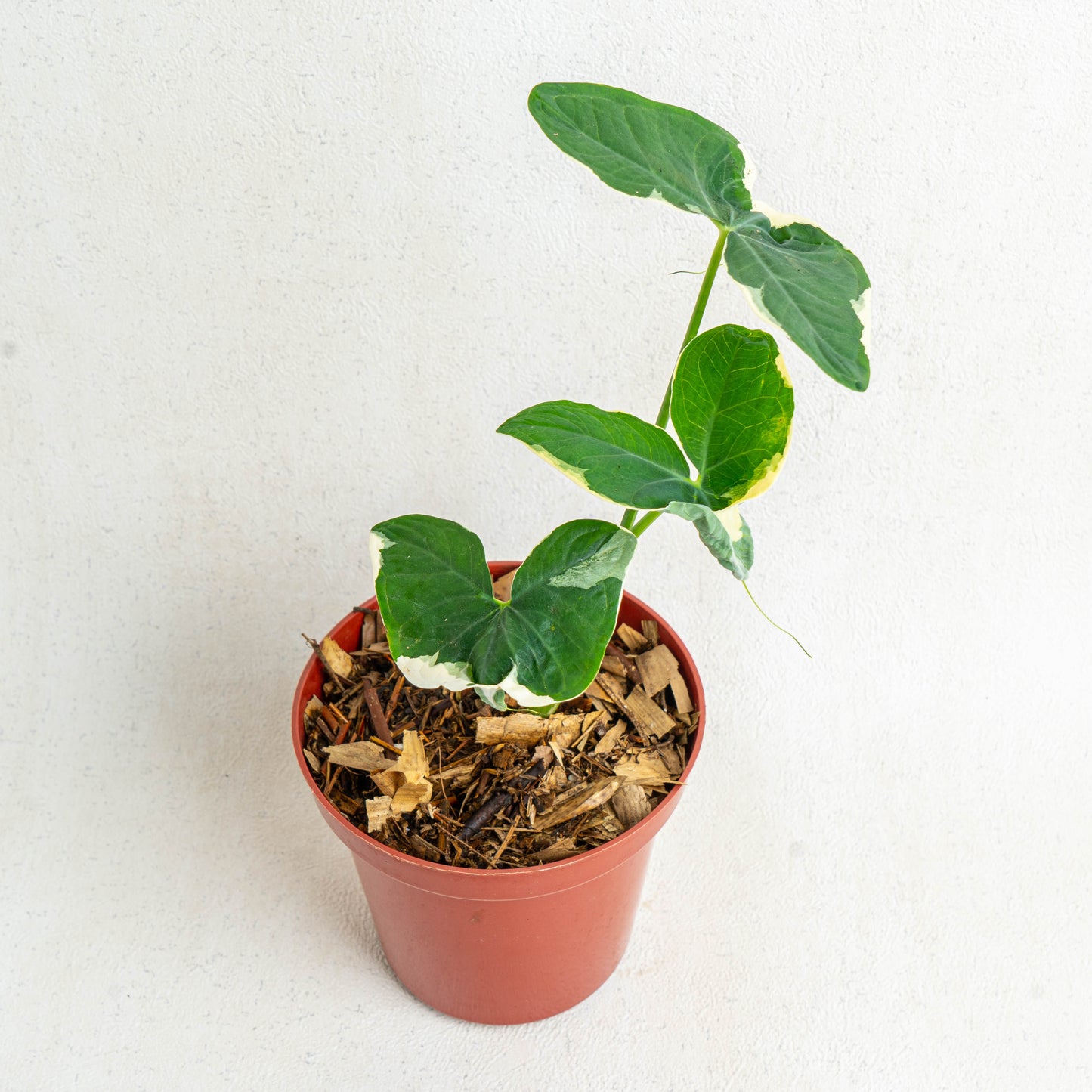 Alocasia Mickey Mouse
