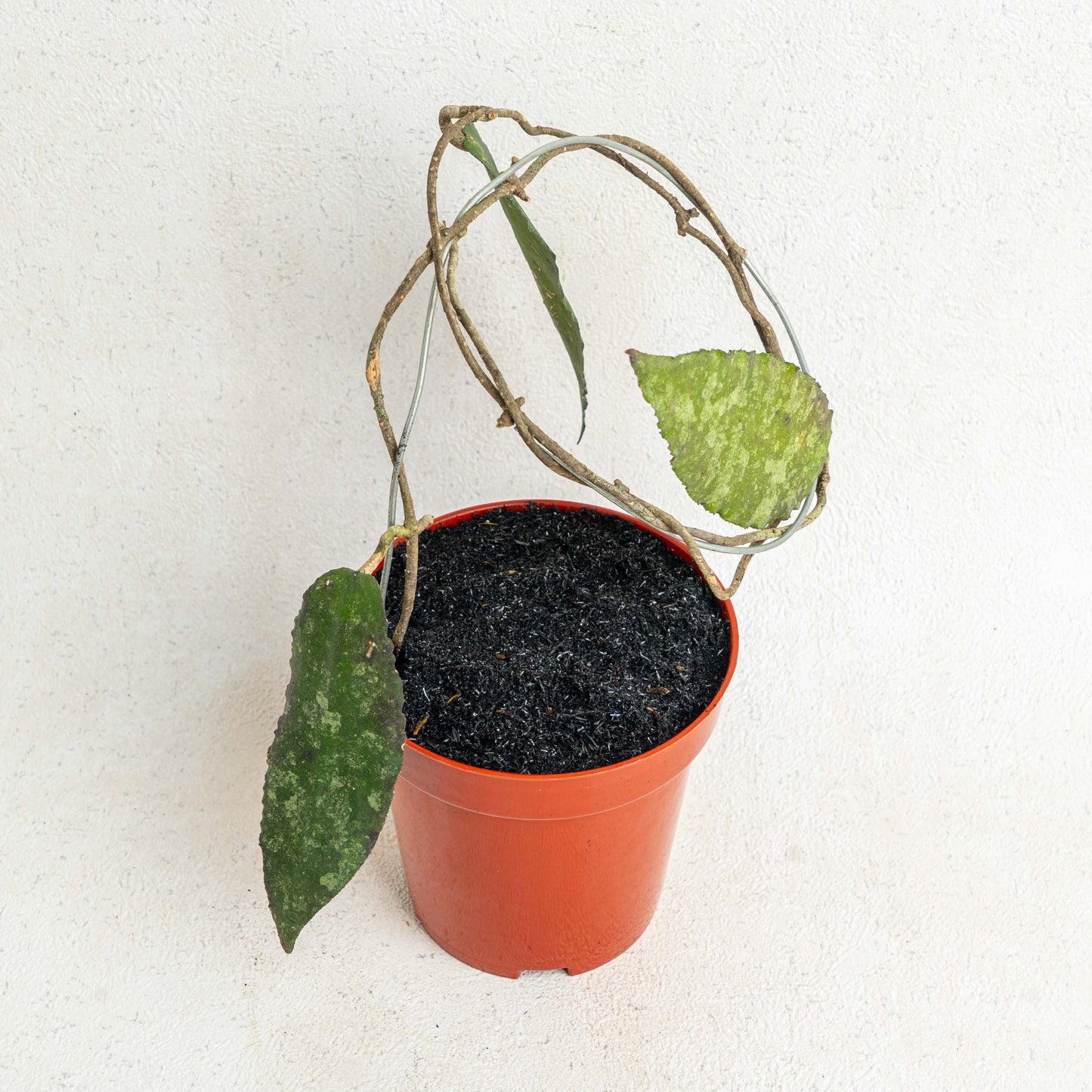 Hoya Caudata Splash