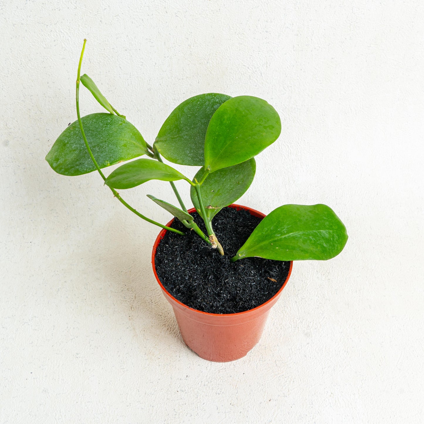 Hoya Anulata