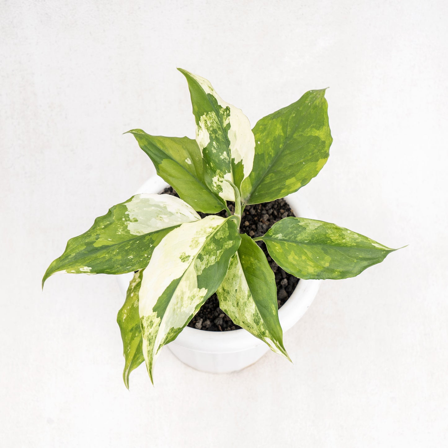 Aglaonema Modestum Variegated