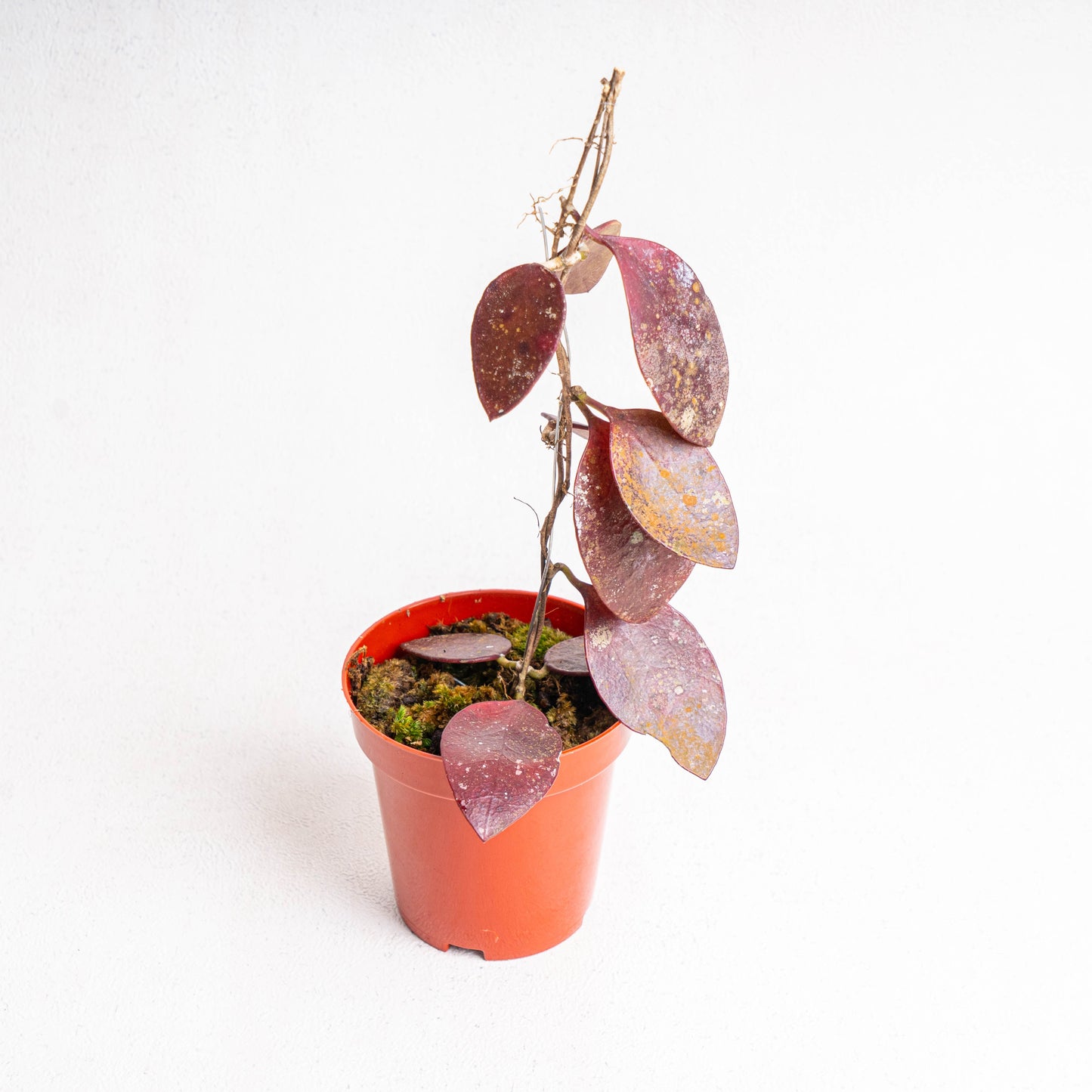 Hoya Benchaii Red