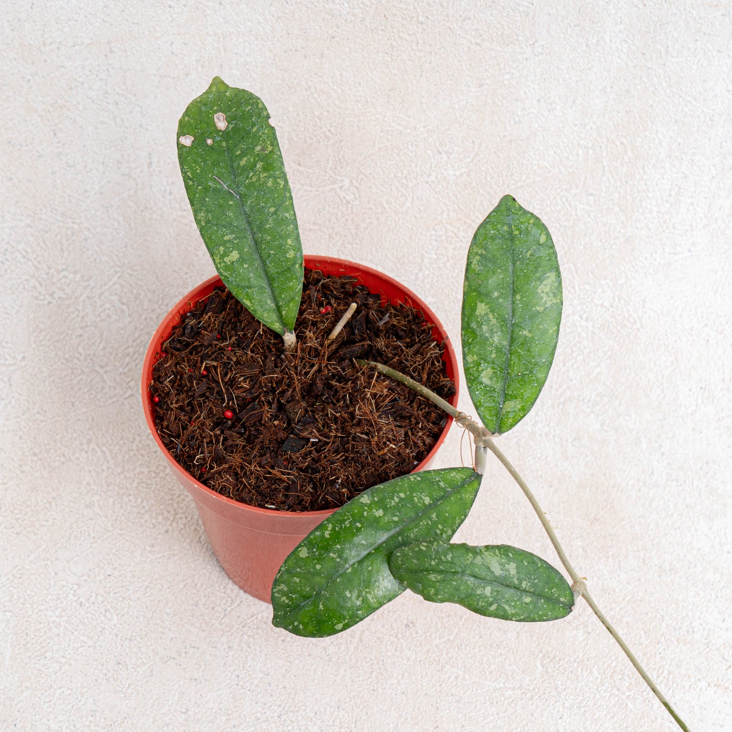 Hoya SP Mutia