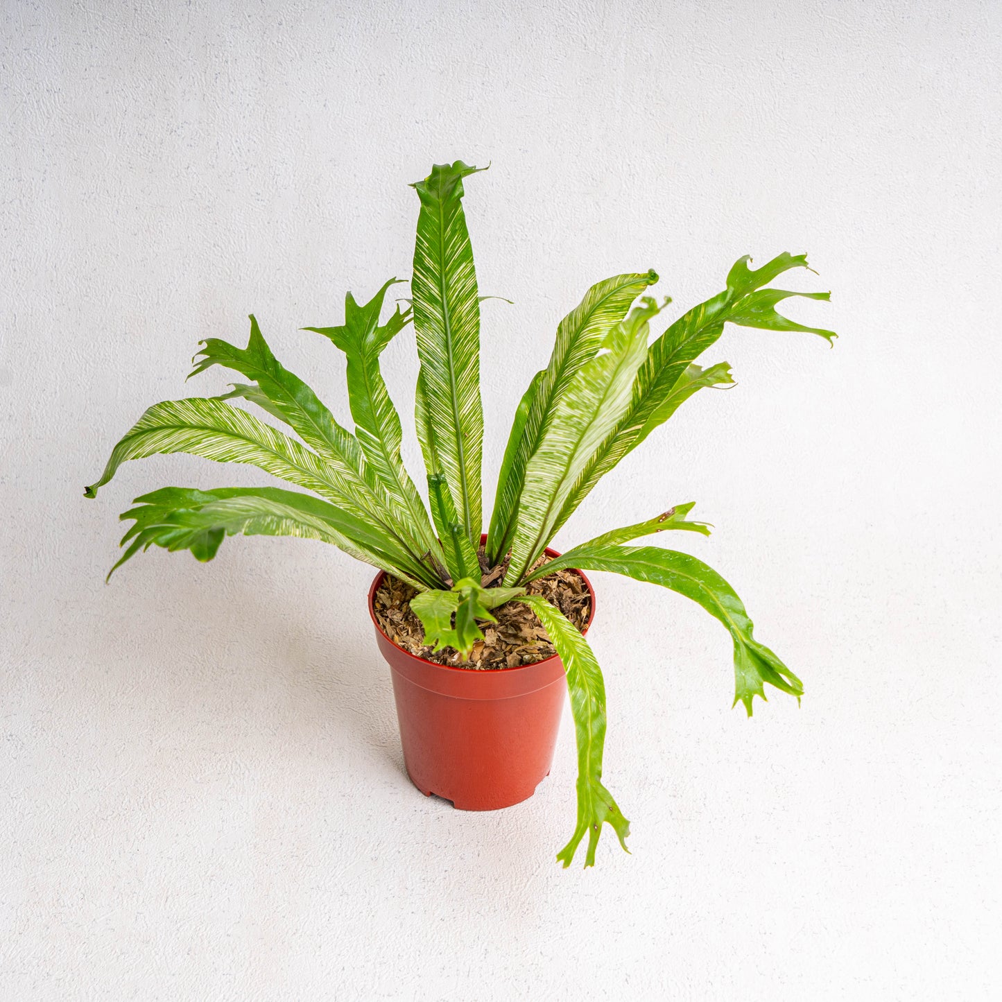 Asplenium Nidus 'Bird Nest Fern Variegated'