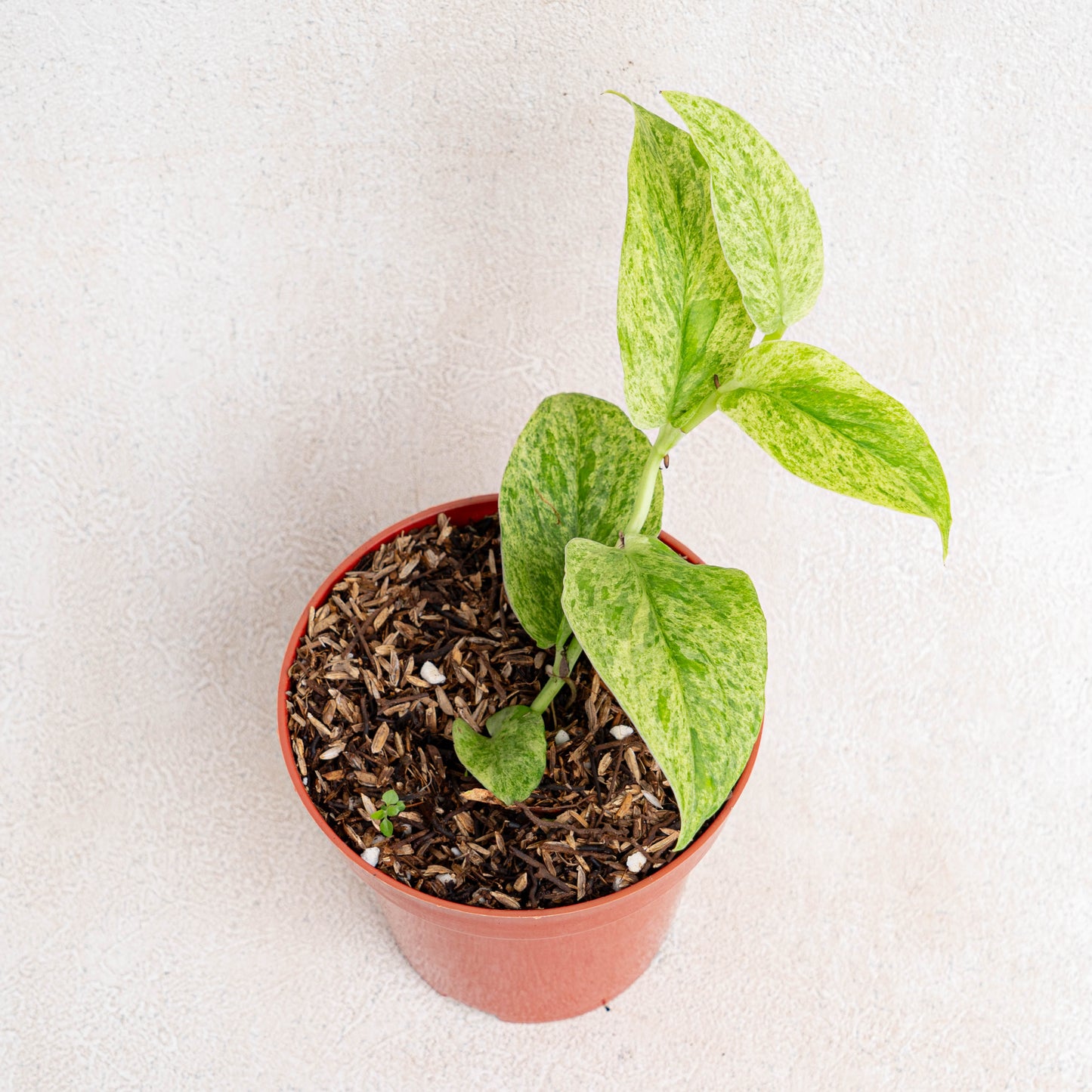 Rhaphidophora Korsthalsii Variegated