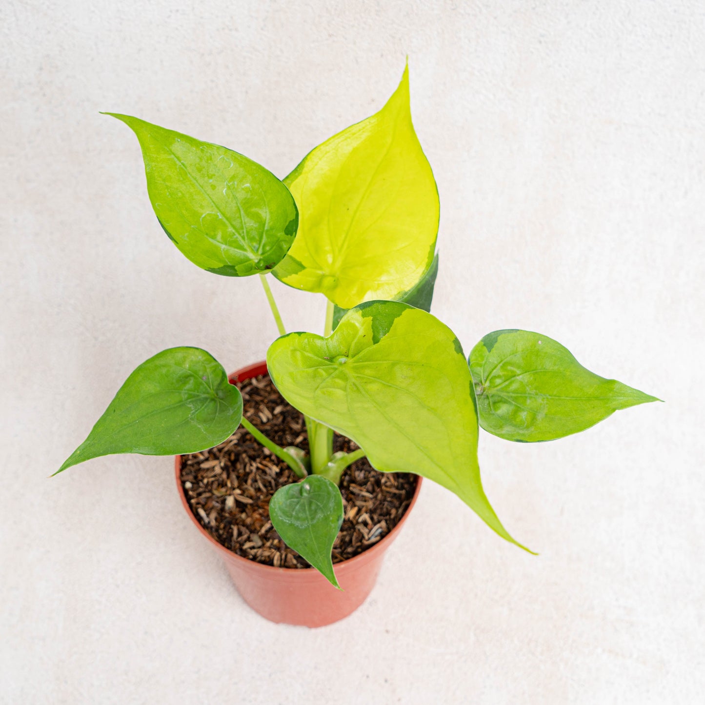 Alocasia Cuculata Variegated
