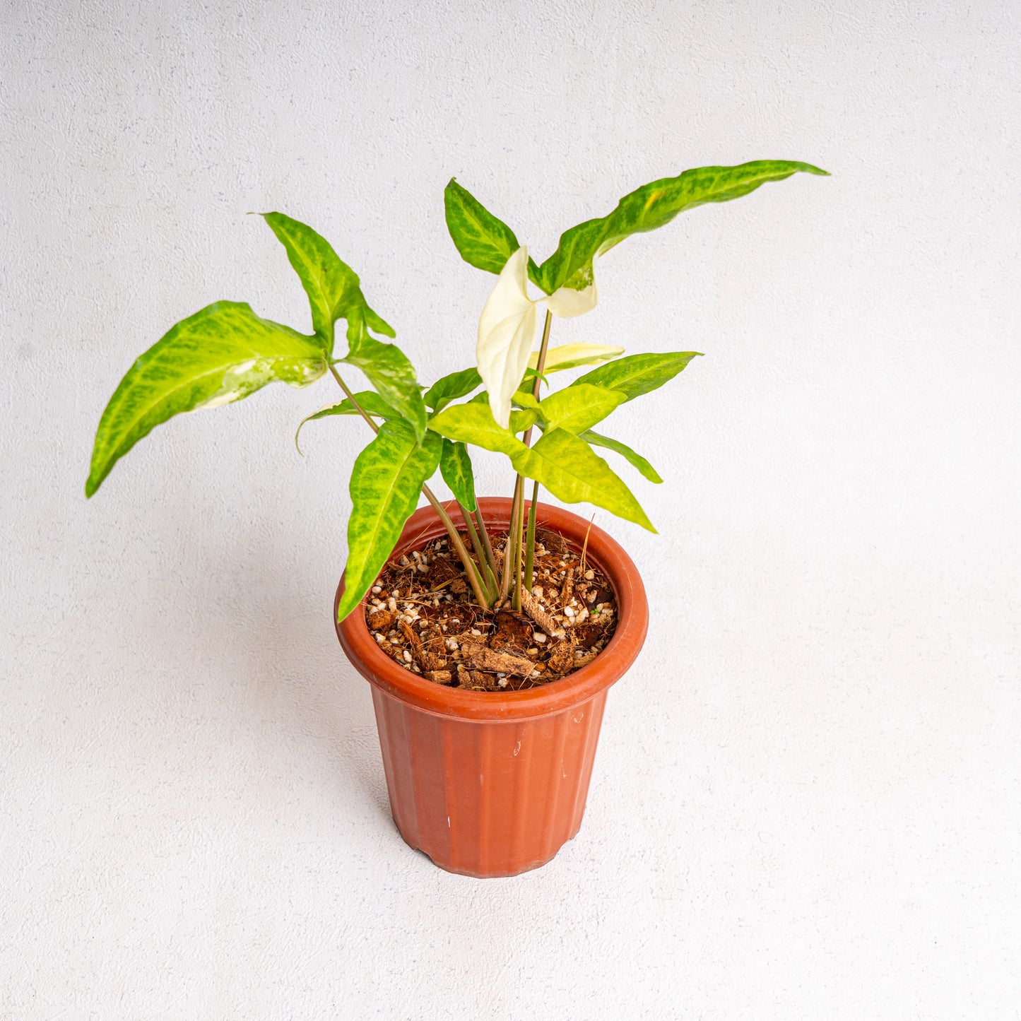 Syngonium Angustatum Variegated