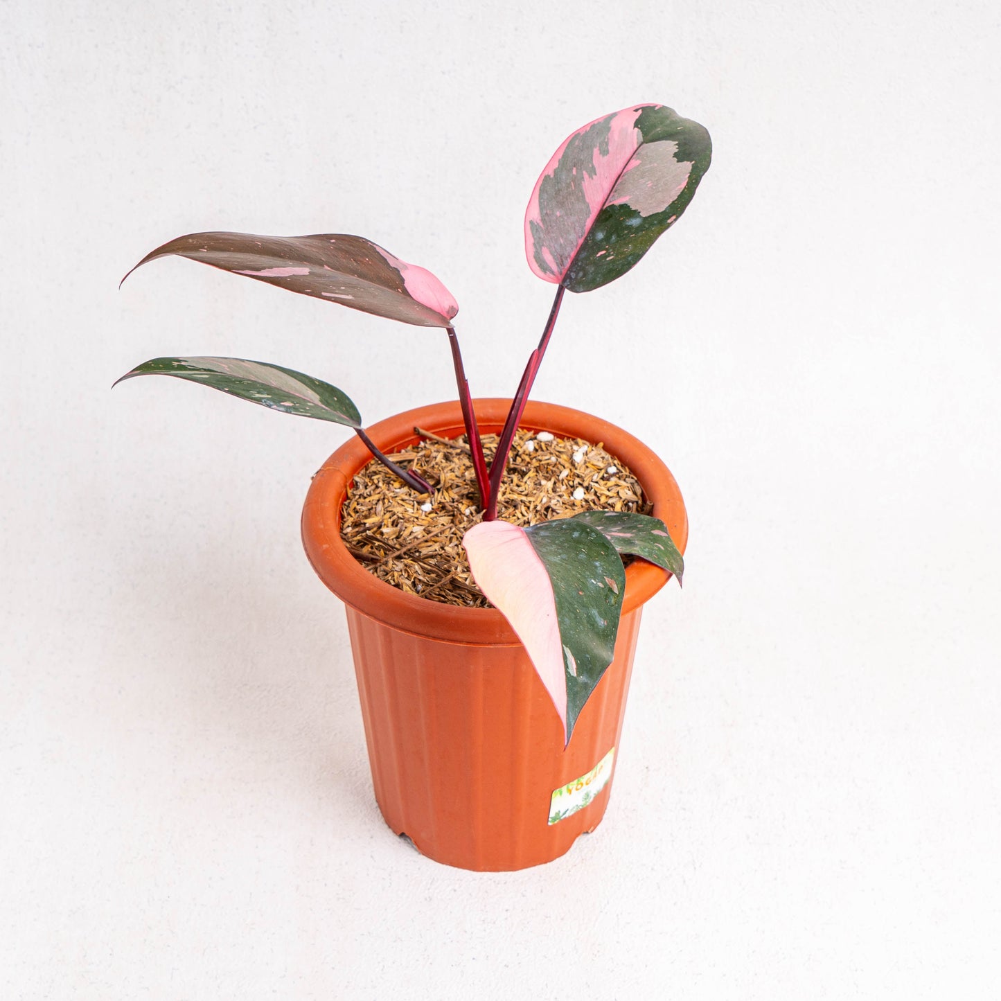 Philodendron Pink Princess Black Cherry