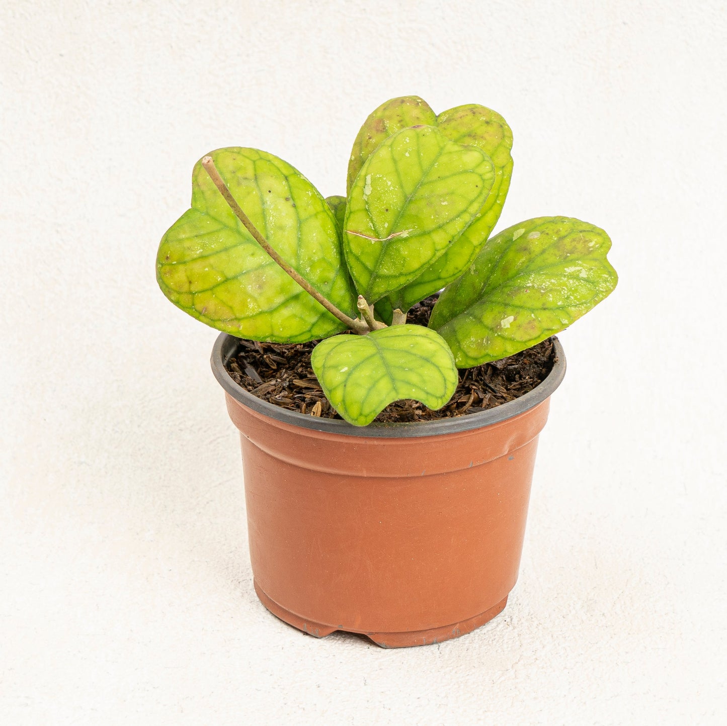 Hoya Deykeae
