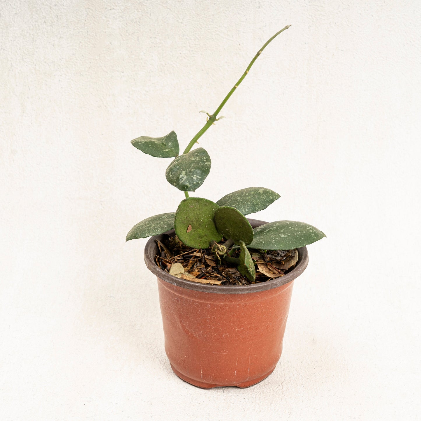 Hoya Waymaniae