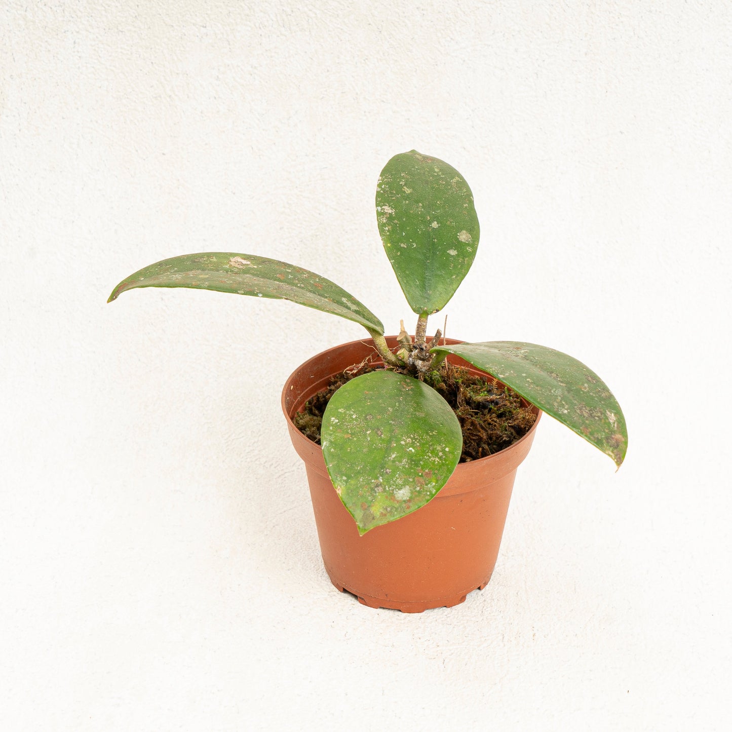 Hoya SP Buntok