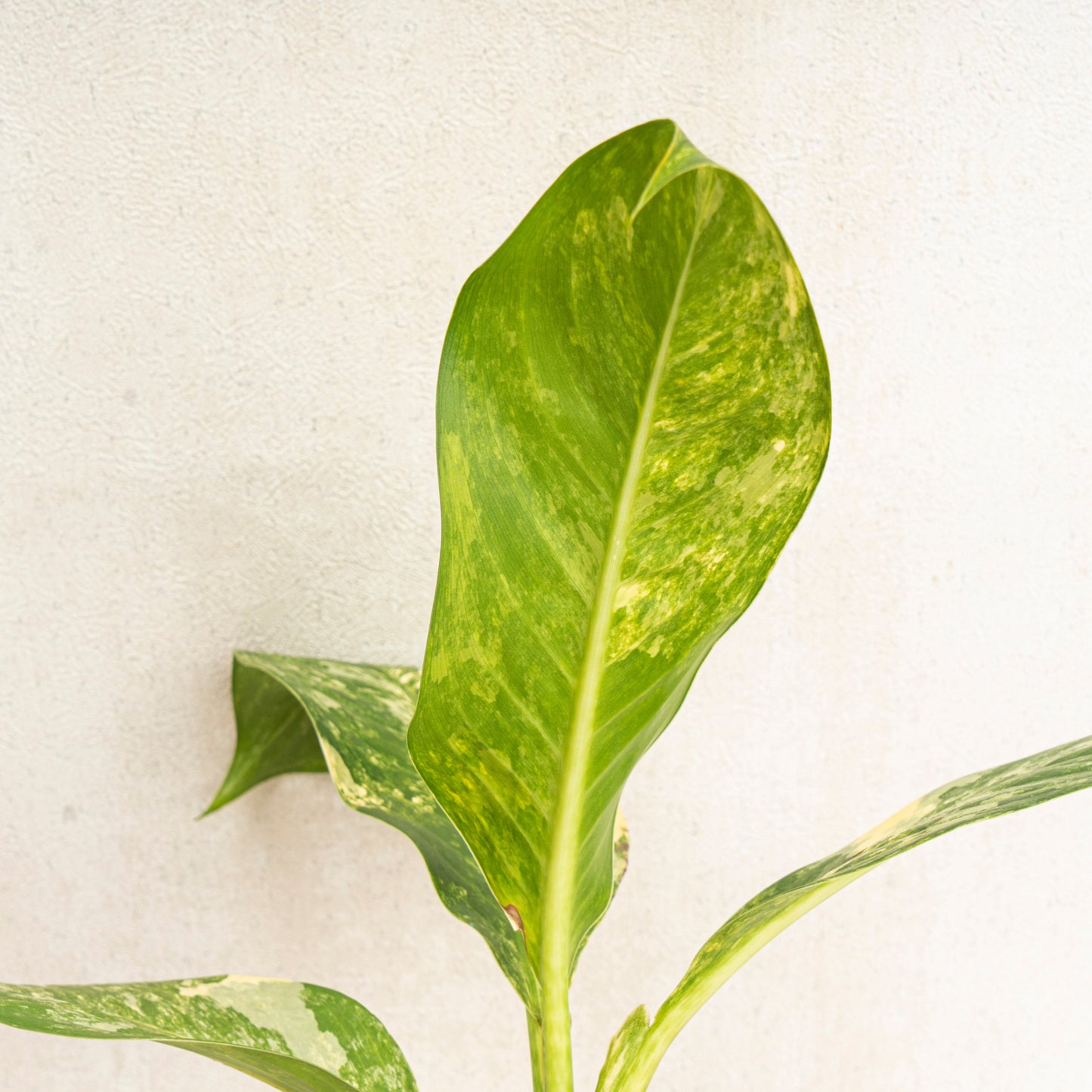 Dieffenbachia Yellow Variegated