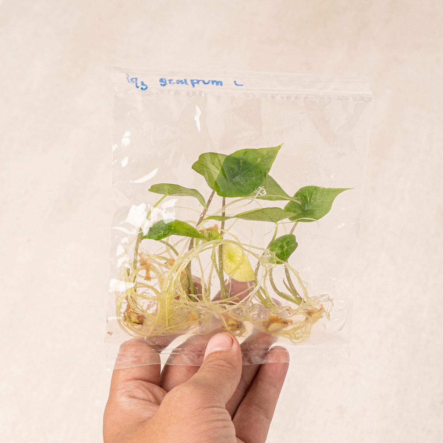 Tissue Culture - Alocasia Scalfrum