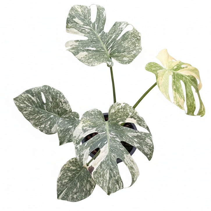 Monstera Green Snow