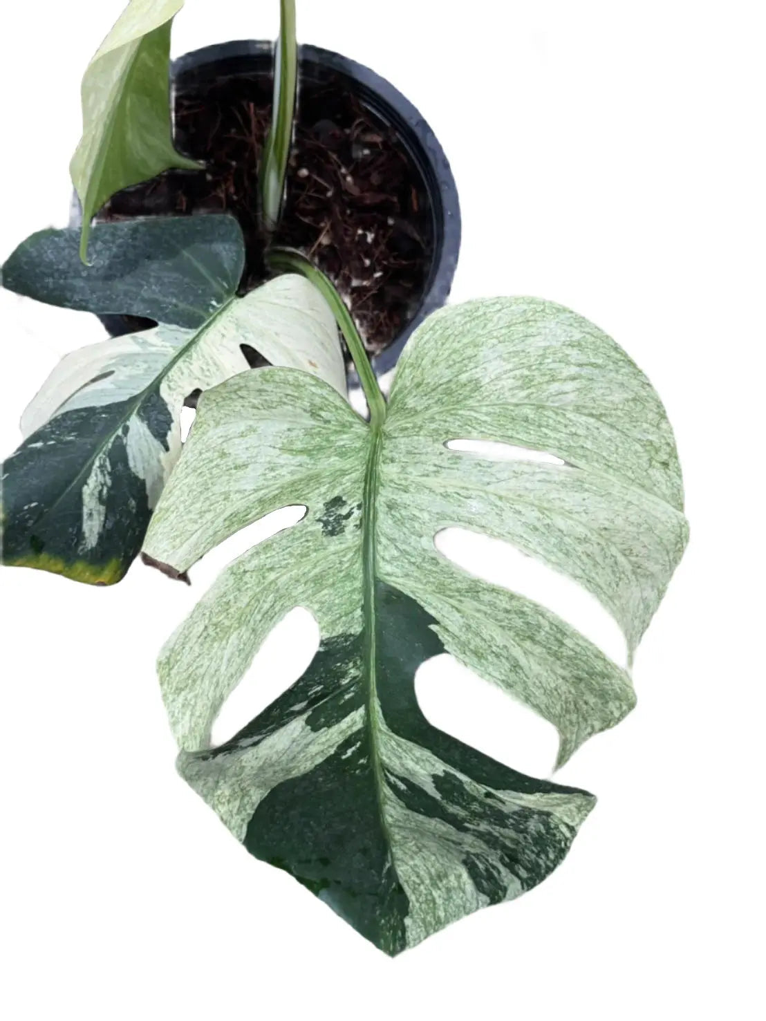 Monstera borsigiana mint variegated