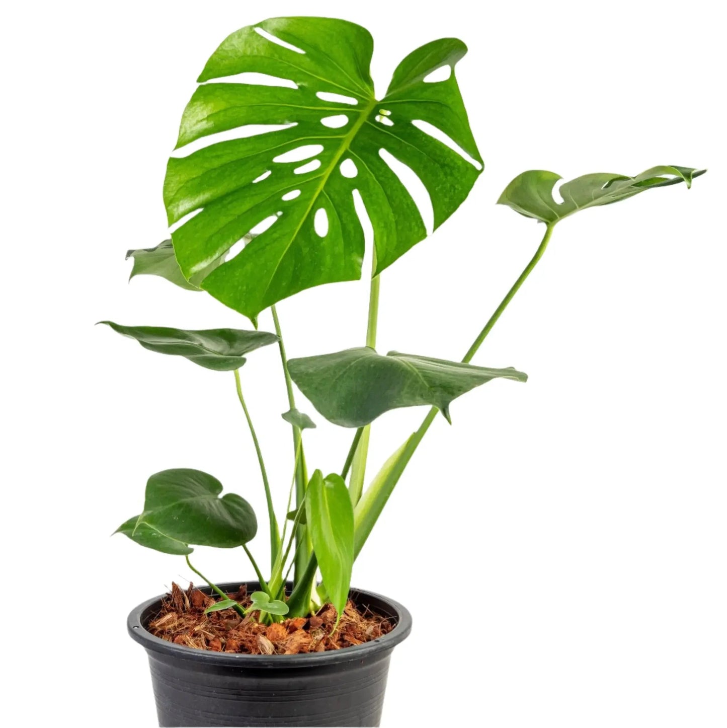 Monstera deliciosa