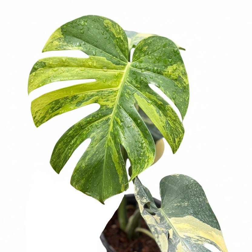 Monstera deliciosa lemon (large form)