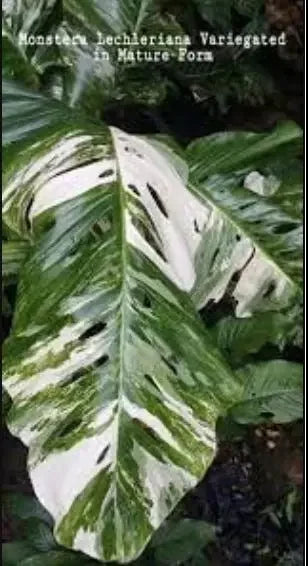 Monstera lechleriana variegated