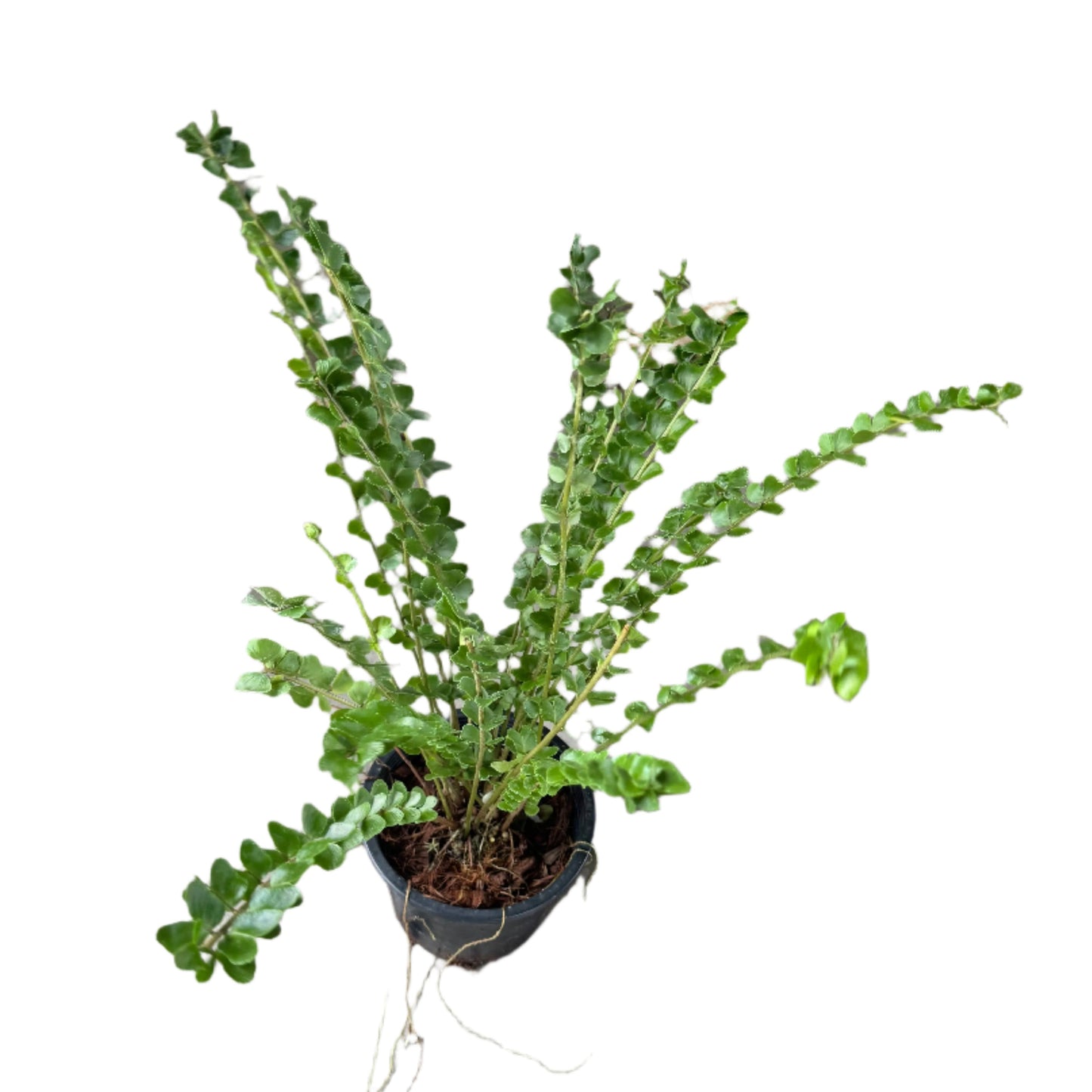 Nephrolepis sp. ‘Coin’