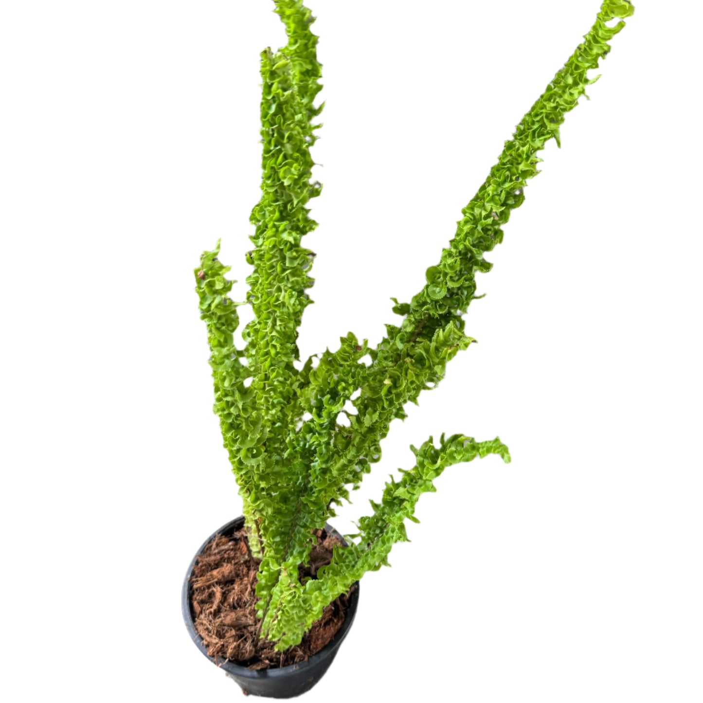 Nephrolepis sp. ridge (special form)