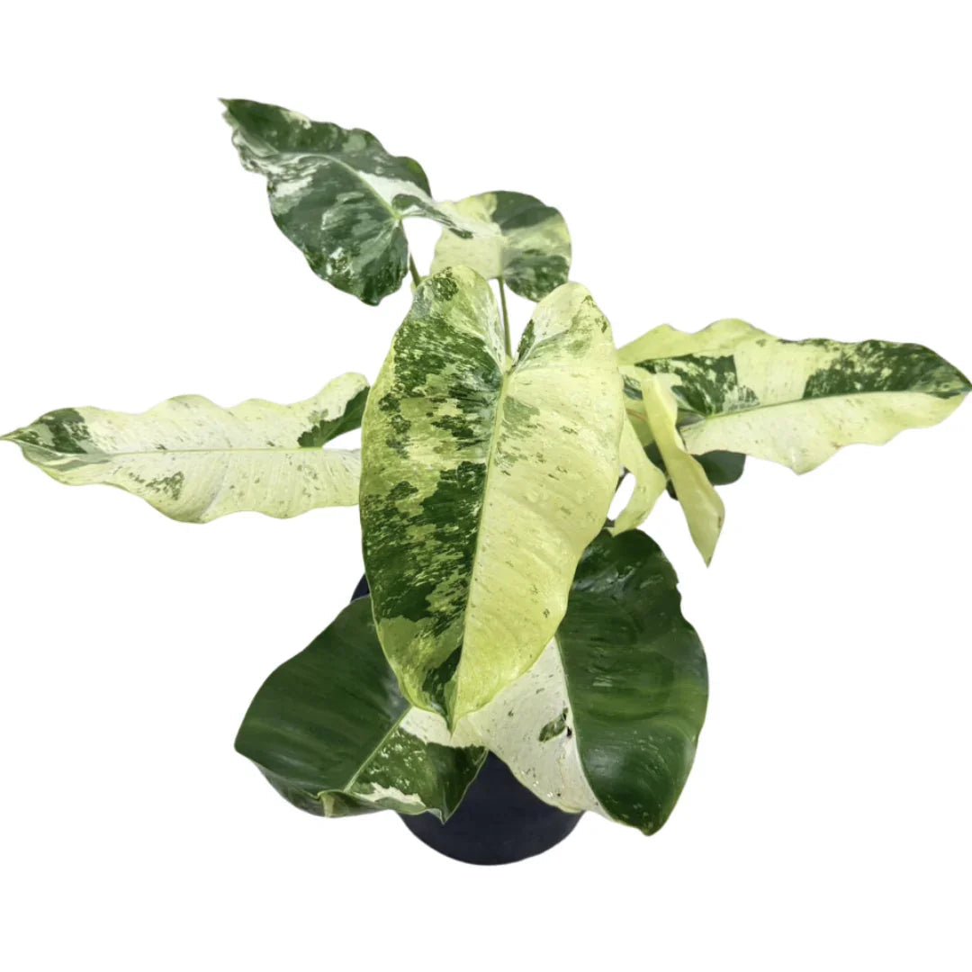 Philodendron Burle Marx Snow White