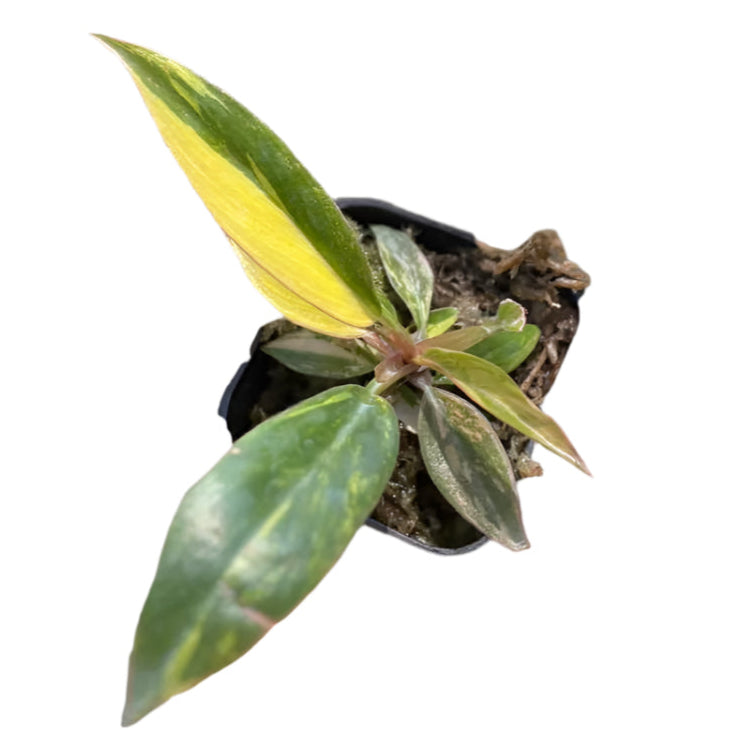 Philodendron Caramel Fire Tiger
