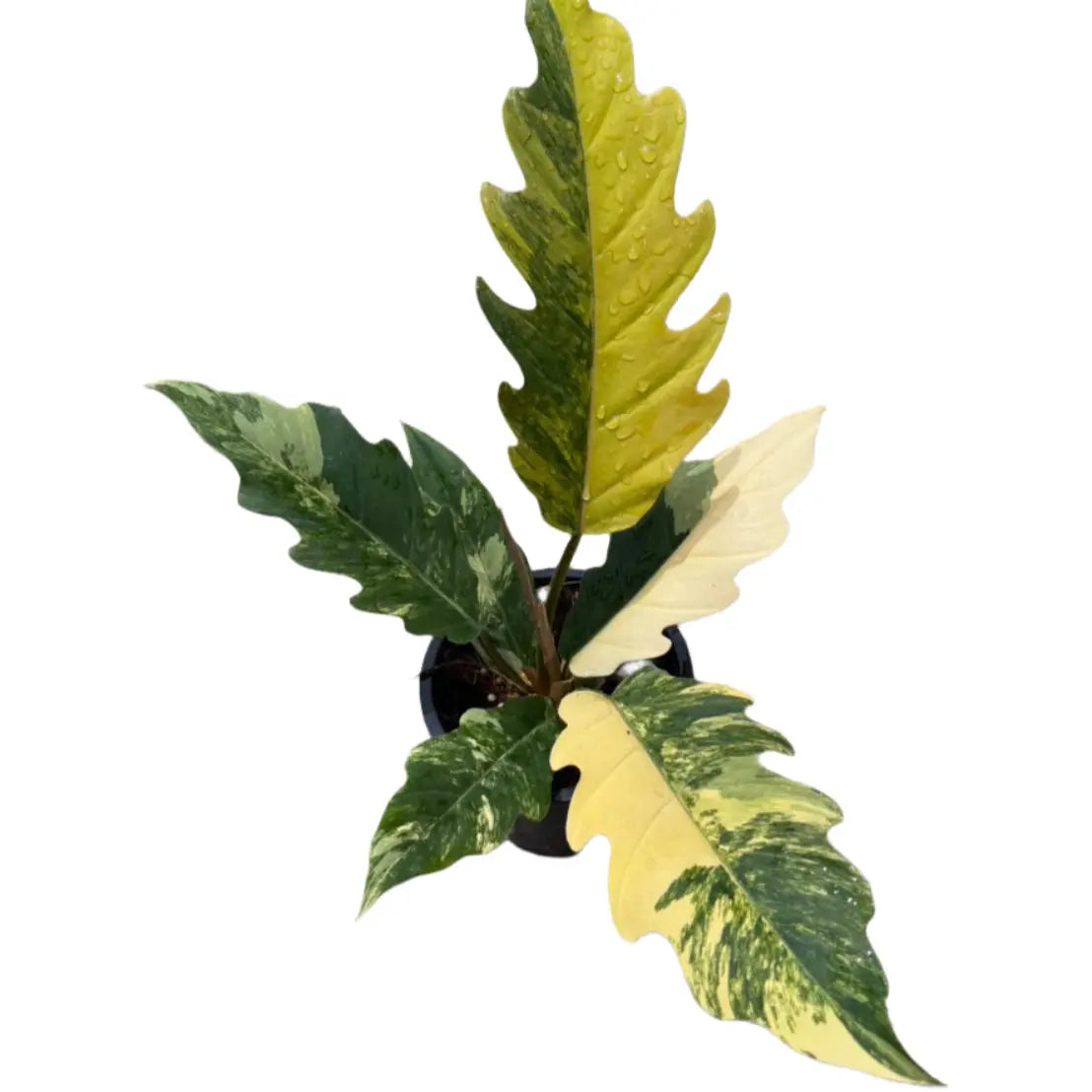 Philodendron Caramel Marble variegated