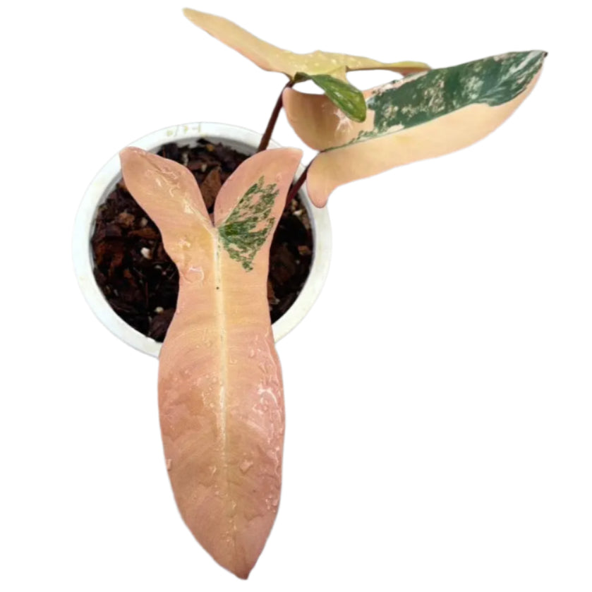 Philodendron Florida Beauty x (Paraiso Verde x Black Billietiae) orange variegated