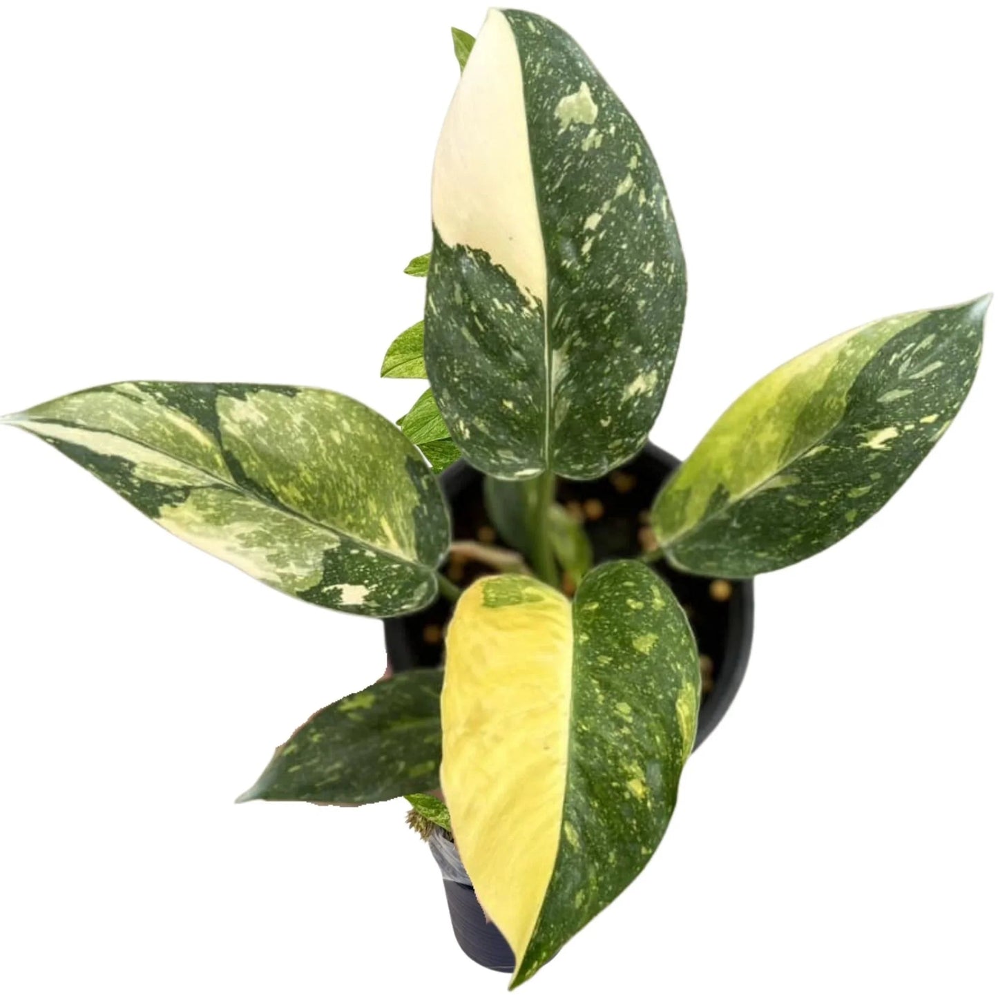 Philodendron Green Congo Nuclear Variegated