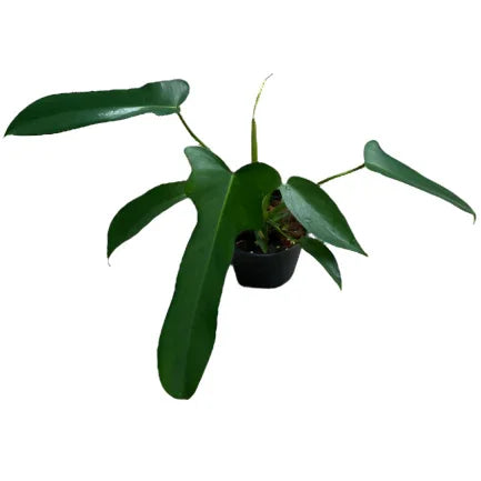 Philodendron Longilobatum ‘Lelano Miyano’