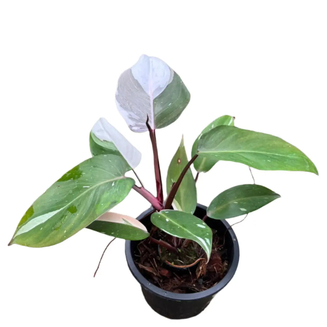 Philodendron Red Anderson