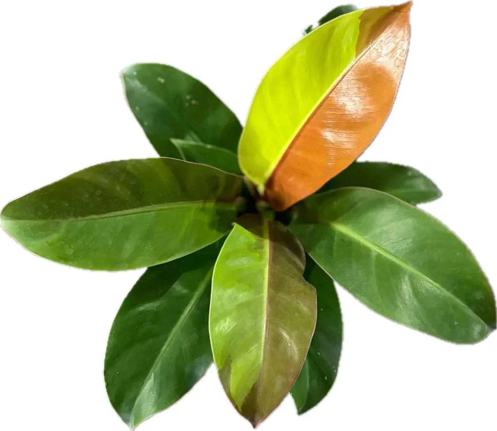 Philodendron Red Moon