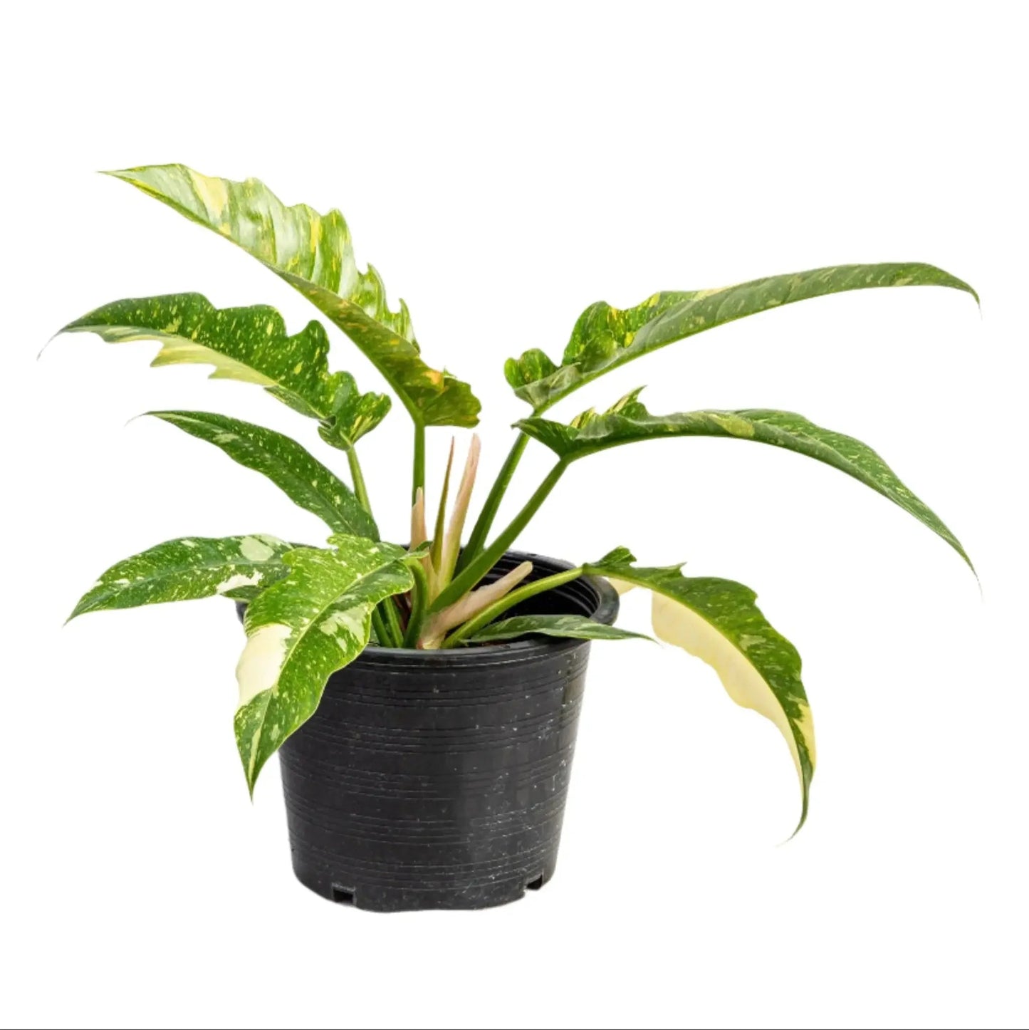 Philodendron Ring of Fire