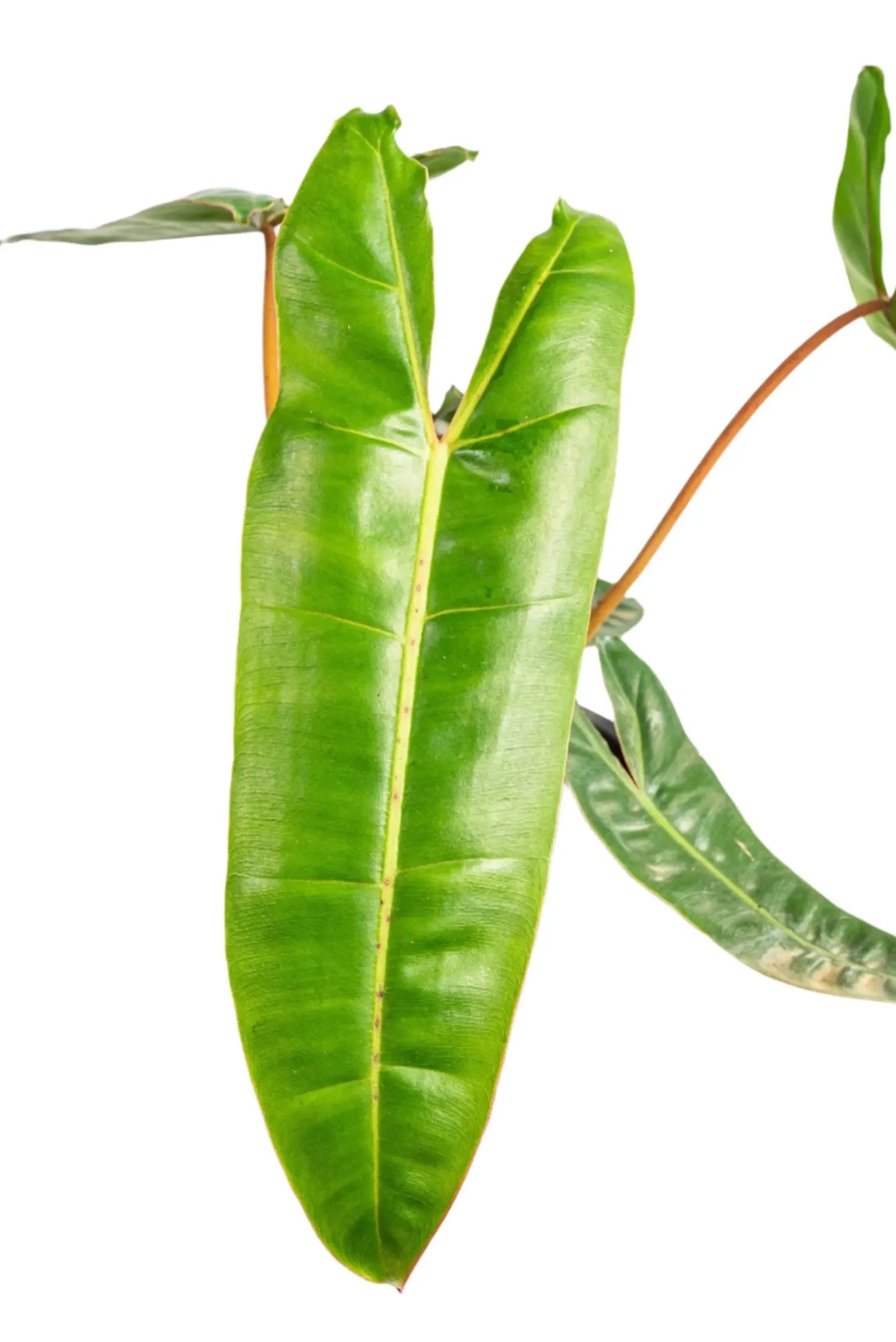 Philodendron billietiae