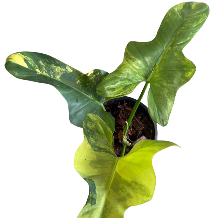 Philodendron bipennifolium variegated (violin var.)