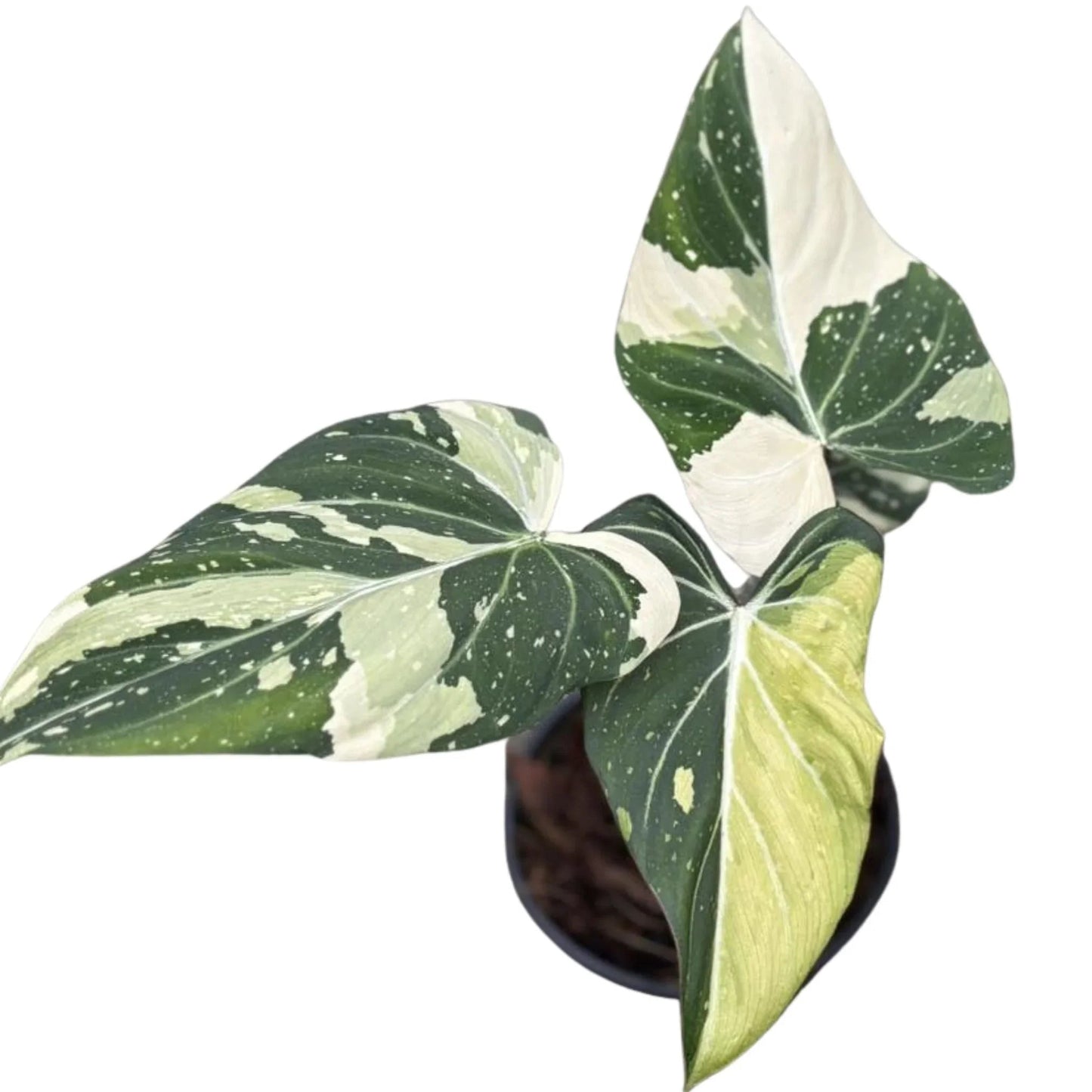 Philodendron gloriosum variegated