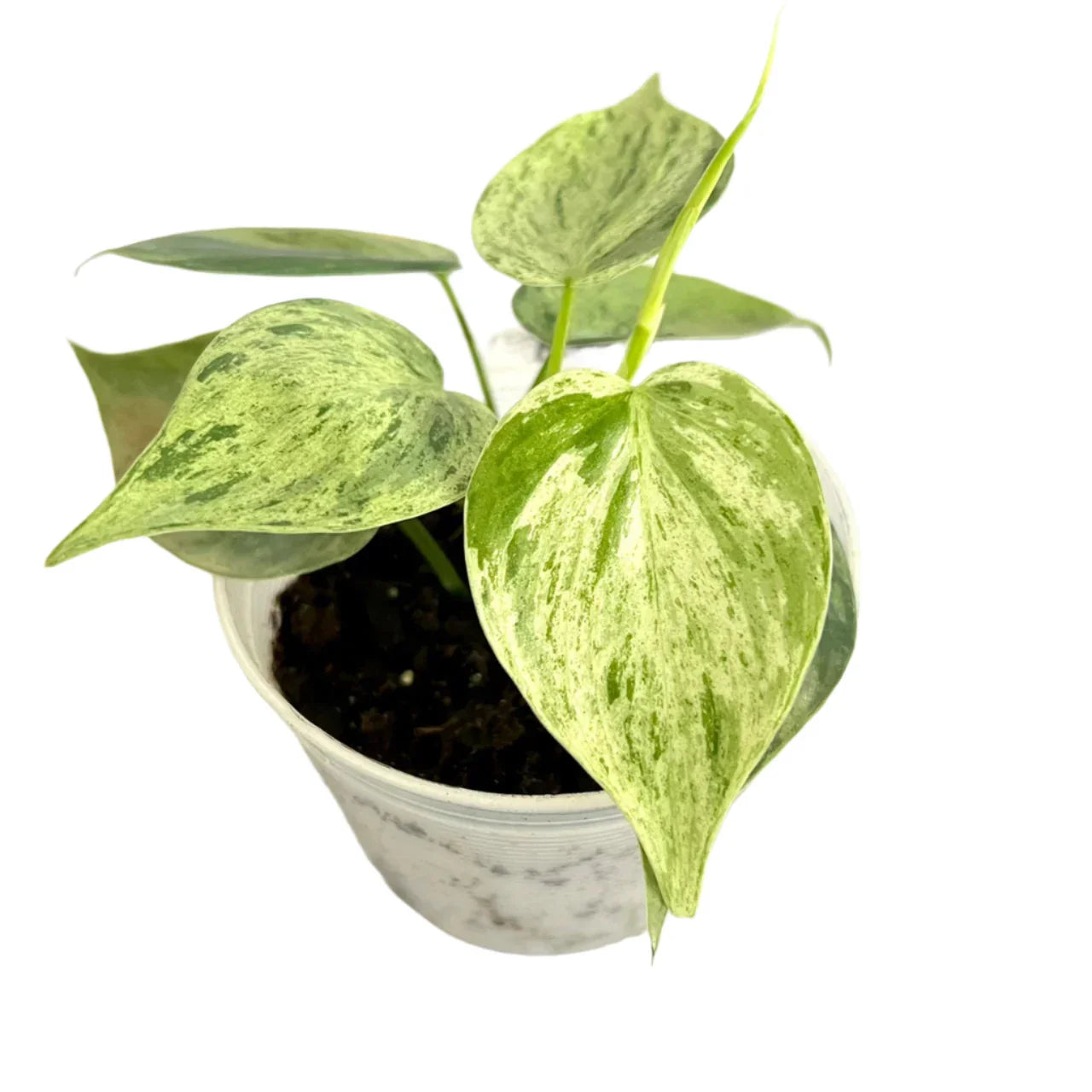 Philodendron hederaceum variegated
