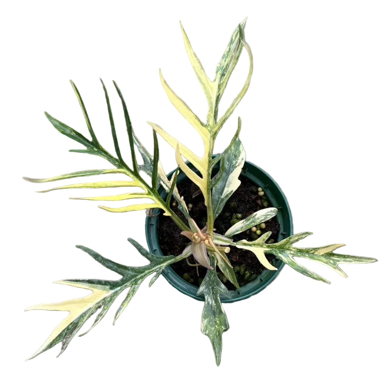 Philodendron tortum aurea variegated