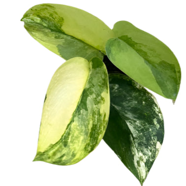 Scindapsus jade satin aurea