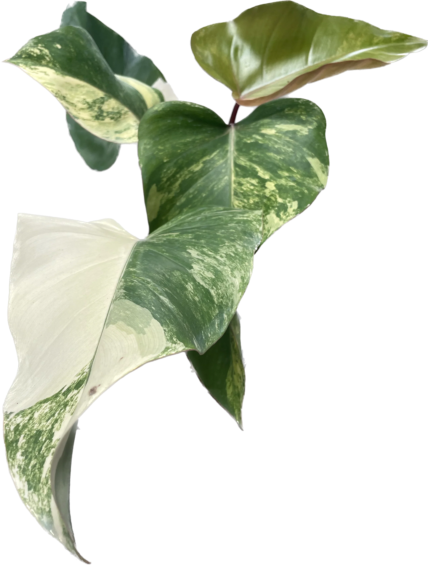 Philodendron strawberry shake