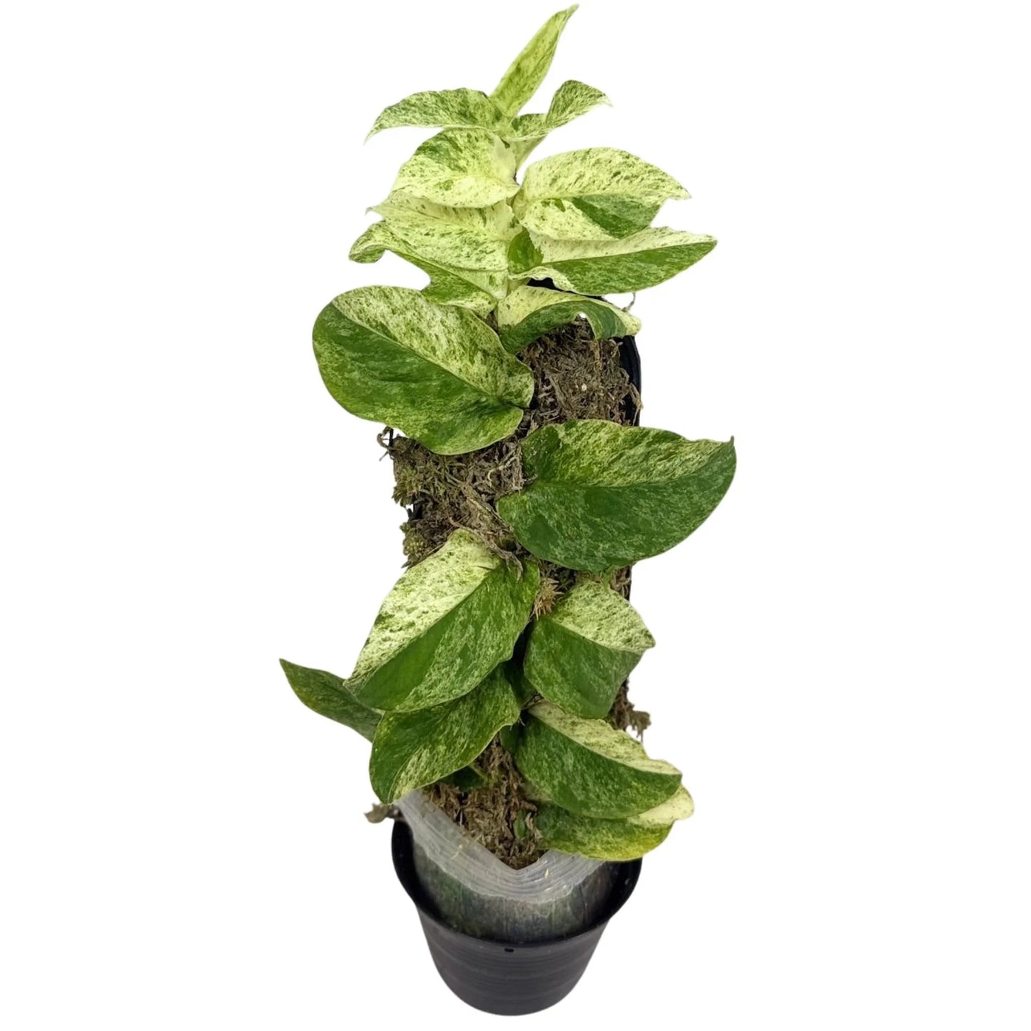 Rhaphidophora korthalsii nova variegated