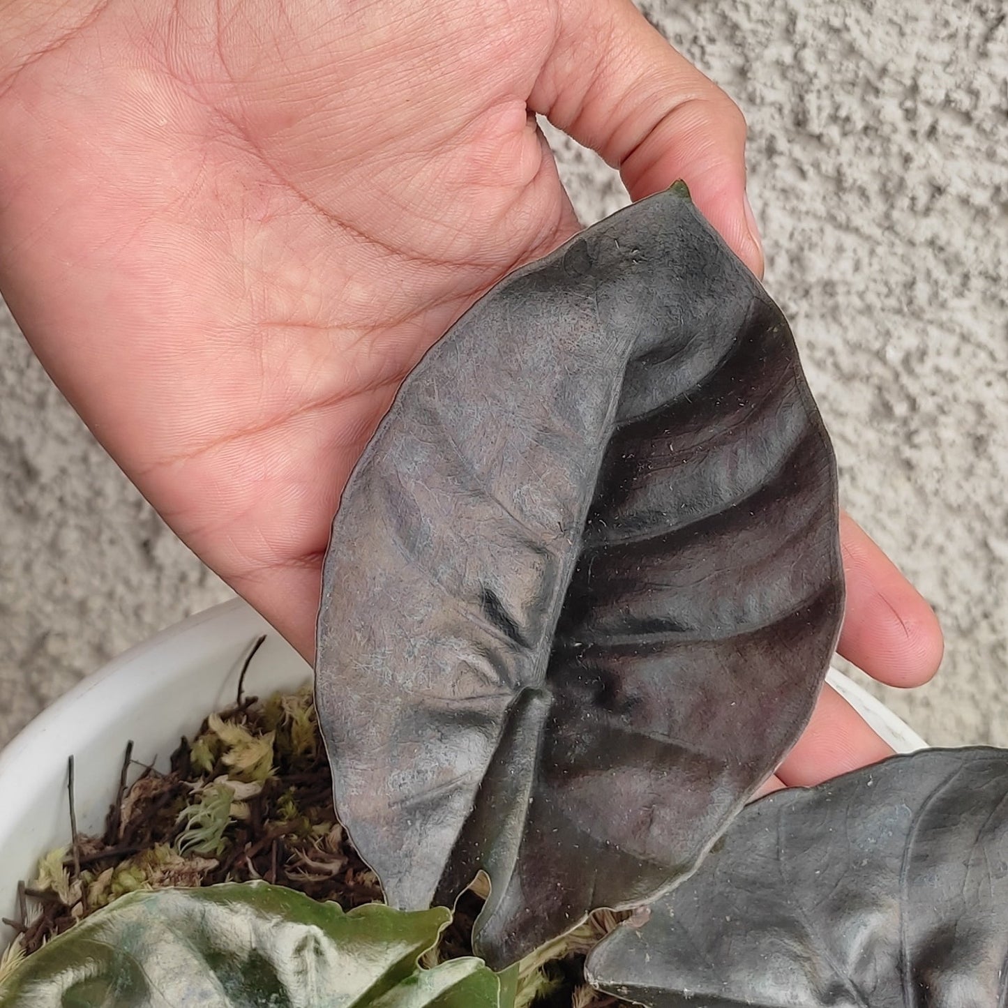 Alocasia Infernalis