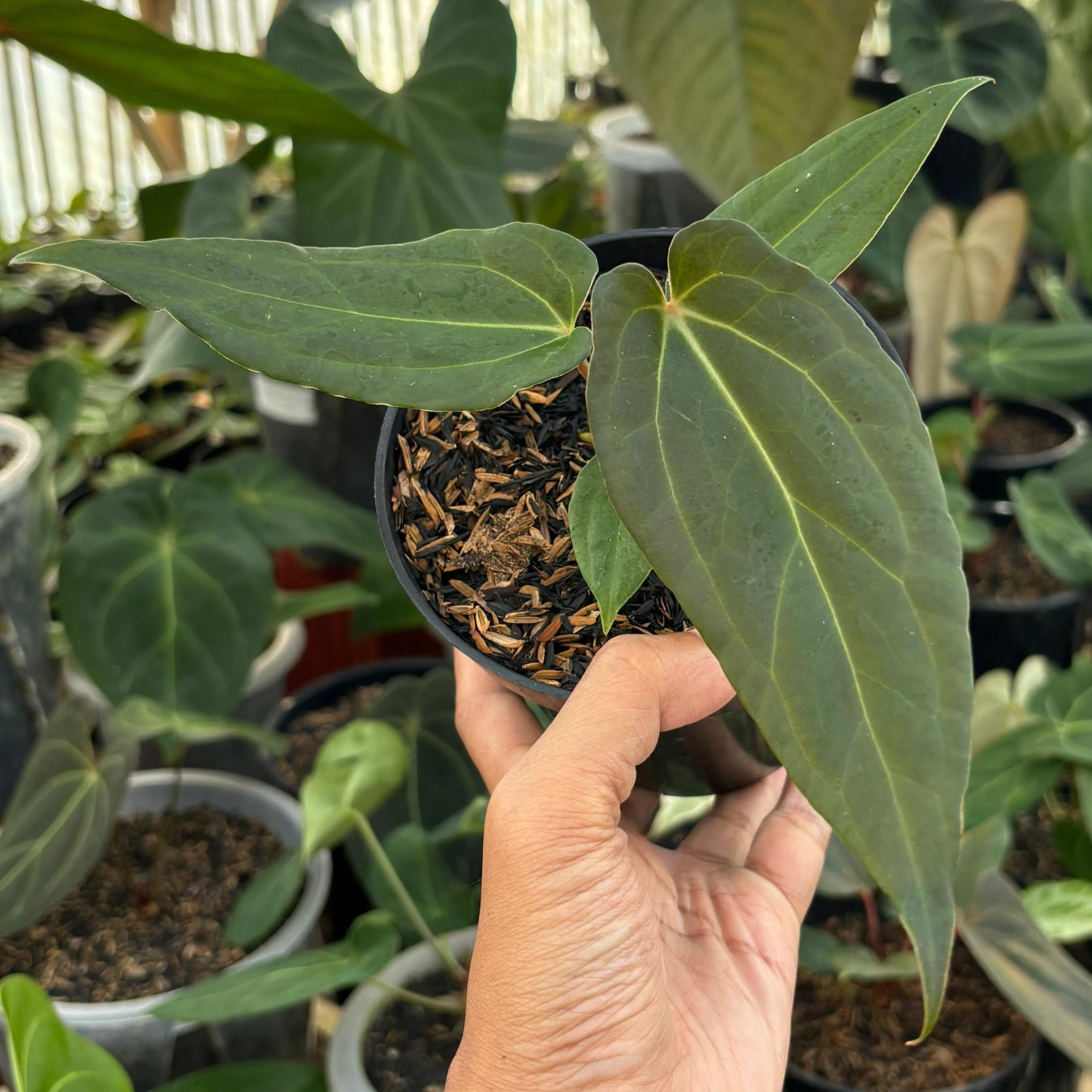 Anthurium No ID