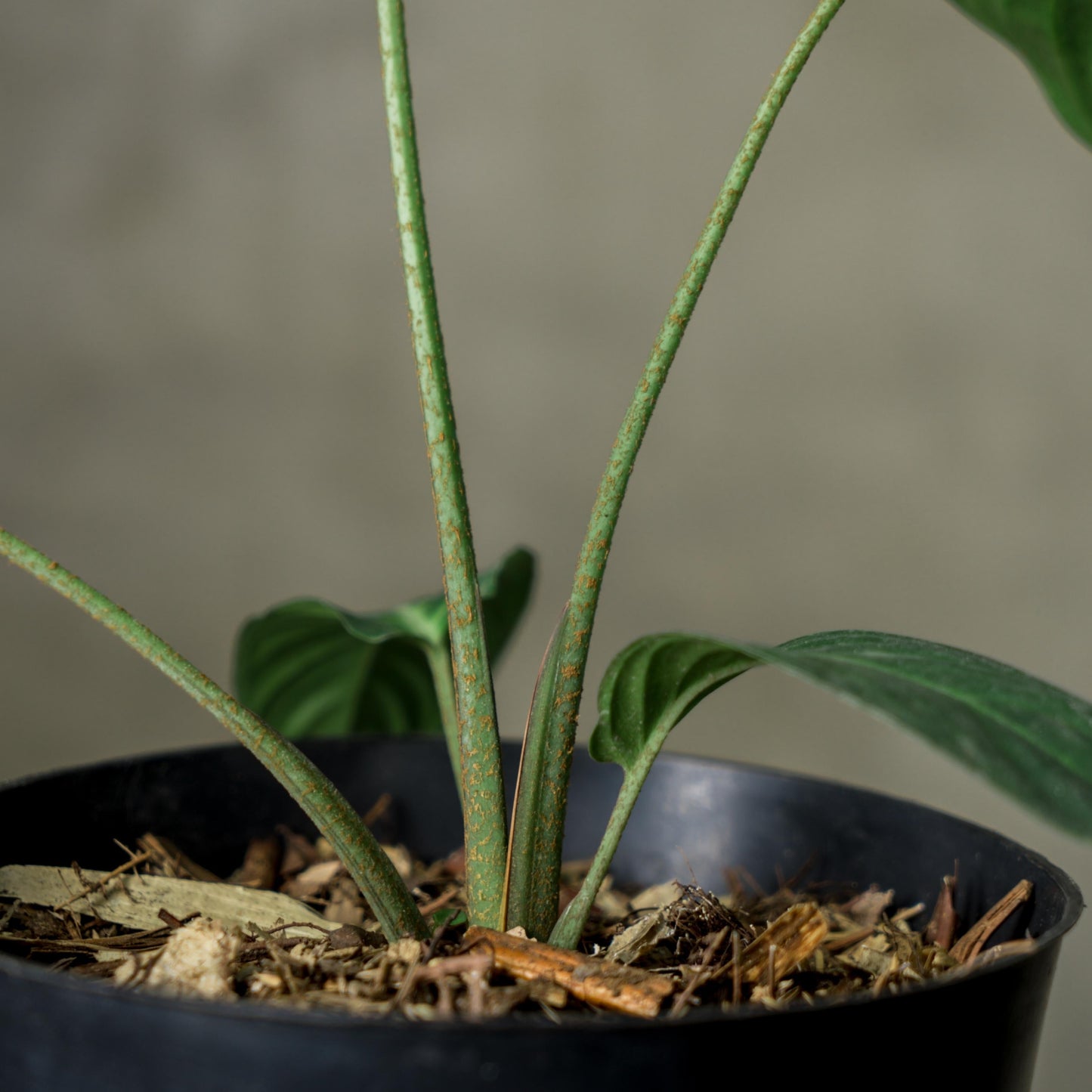 Caladium Xanthosoma