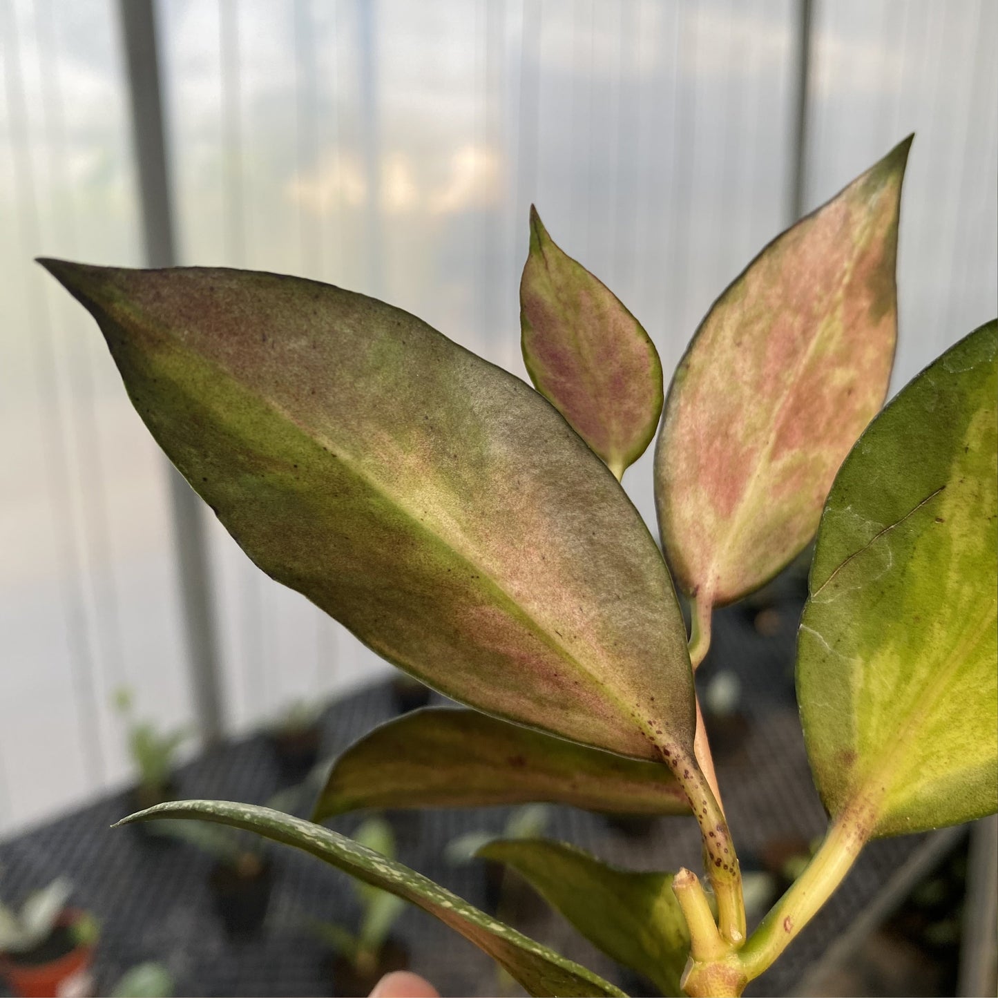 Hoya Nabawanensis Variegated