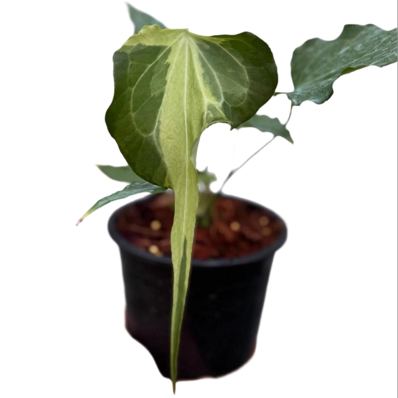 Anthurium delta force variegated